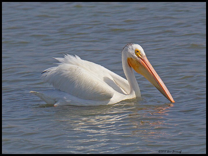 _3SB5518 american white pelican.jpg